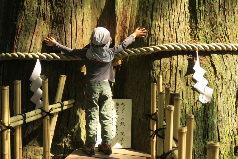 Holy Ancient Japanese Cedar