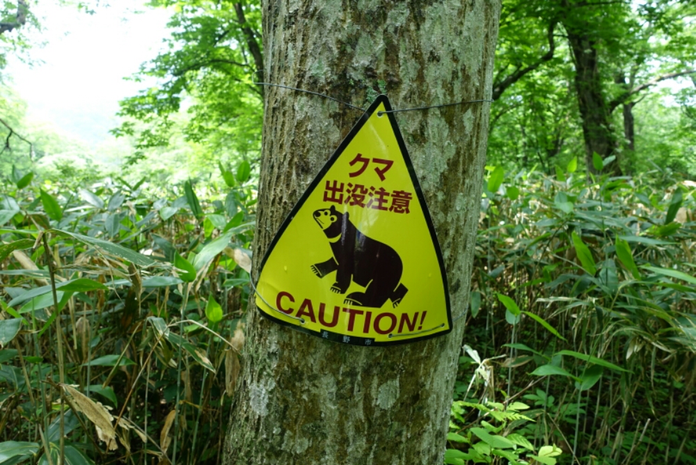 Caution Bears