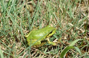 Released Frog