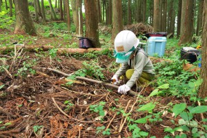 Wood sawing