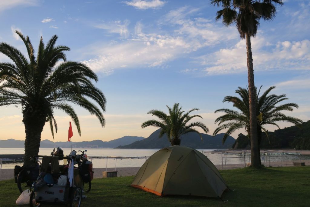 Shikoku Palms