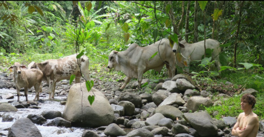 Cows!