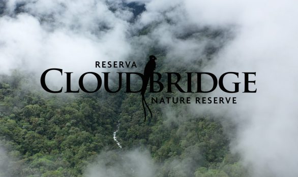 Cloudbridge video